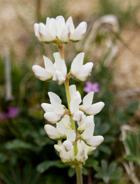 16 White lupine